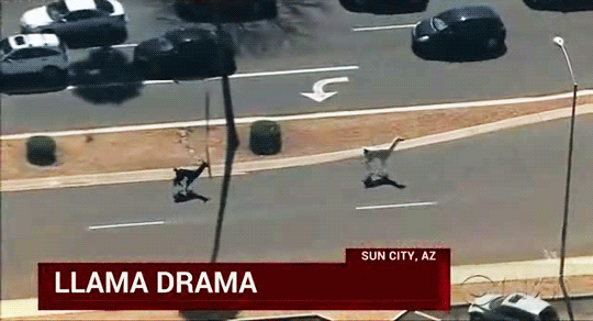 도로를 질주하는 라마 | 인스티즈