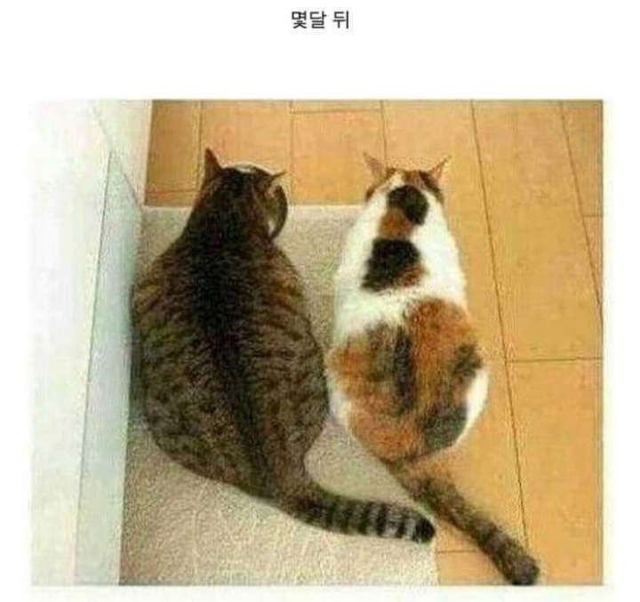 뚱냥이 다이어트 시키려고 친구 데려옴 | 인스티즈