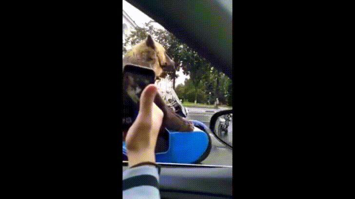 욕하는 러시아 곰 | 인스티즈