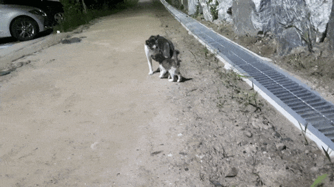 길냥이 함부로 만지면 안되는 이유로 돌아다니는 짤의 진실 | 인스티즈