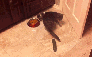 고양이들 오이반응.jpg | 인스티즈