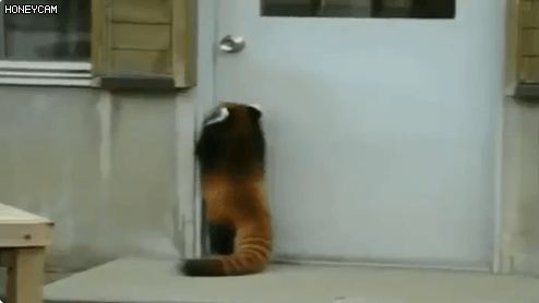 민가에 침입하려는 야생동물 | 인스티즈