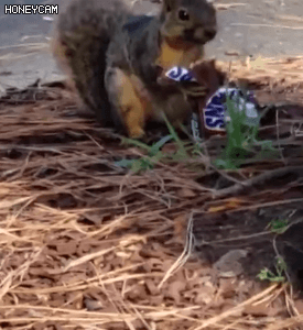 스니커즈 초코바 먹는 다람쥐.gif | 인스티즈