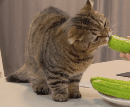 고양이들 오이반응.jpg | 인스티즈