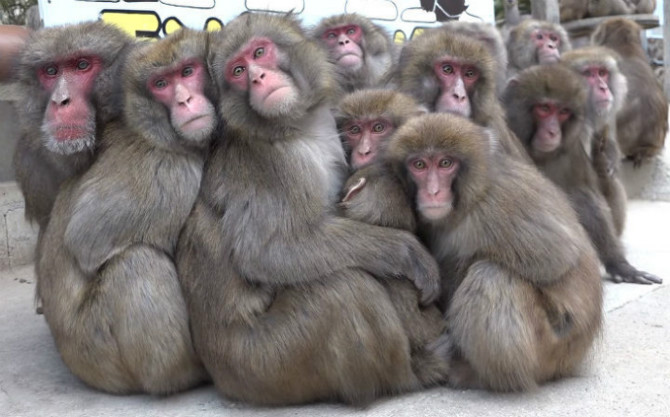 일본의 무장 군인들 | 인스티즈