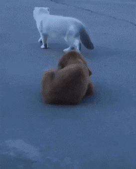 댕댕이의 스토킹기술.gif | 인스티즈