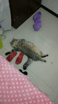 주인이 너무 부지런하다.gif | 인스티즈