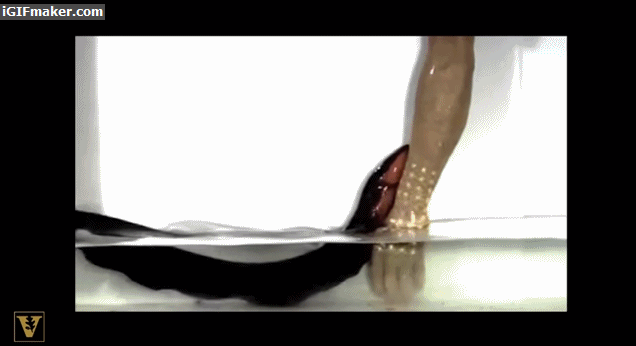 악어를 공격하는 전기뱀장어의 위력 | 인스티즈