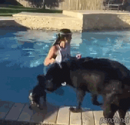 작은 강아지가 사는 법 | 인스티즈