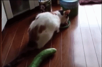 고양이들 오이반응.jpg | 인스티즈