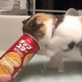 고양이 머리 크기.gif | 인스티즈