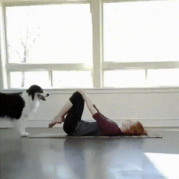 주인하고 같이 요가하는 개.gif | 인스티즈