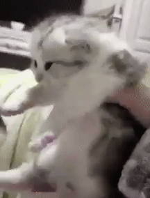 안된다 닝겐!! 그것만은!!!!.gif | 인스티즈