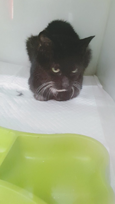 유기묘 까미와 모모 입양.임보처 구해~! 추운데 다시 방생하면 또 아플지몰라ㅠㅠㅠ | 인스티즈