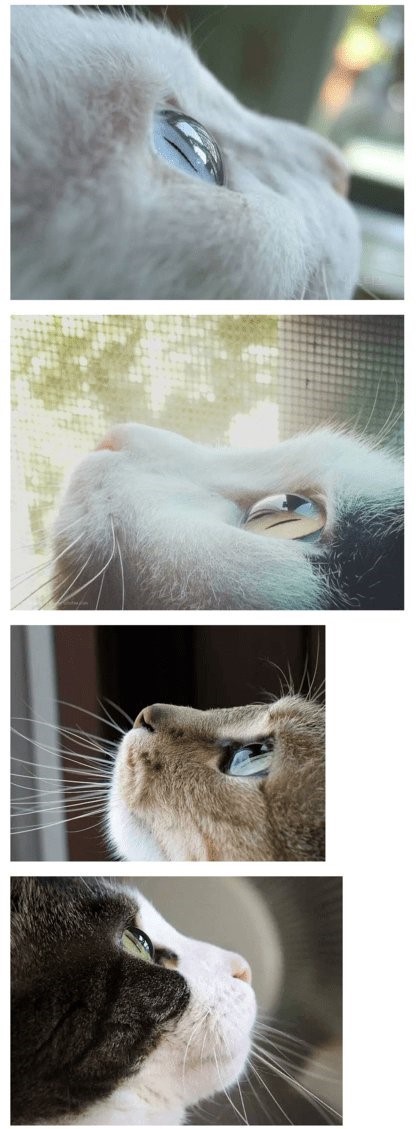 옆에서 보는 냥이 눈망울 | 인스티즈