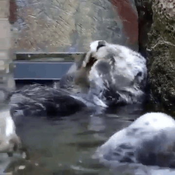 머리 감고 세수하는 해달 | 인스티즈