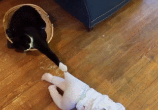 냥아치의 이동수단 | 인스티즈