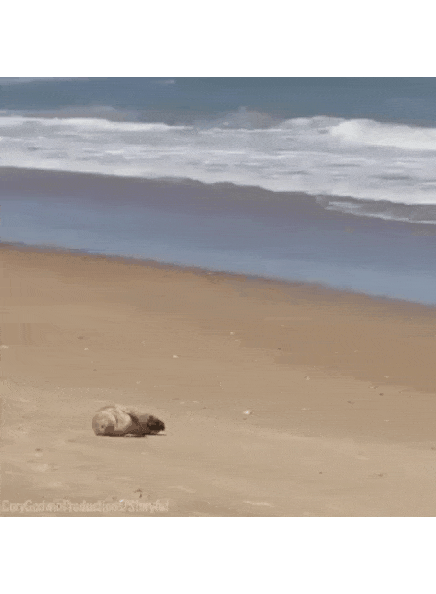 꿀잠자고 일어나는 바다표범.gif | 인스티즈