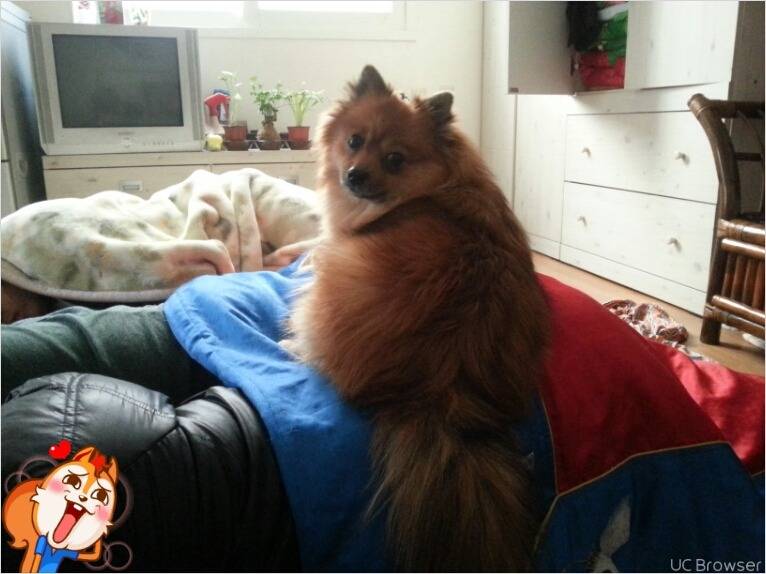 여우를 키우고 있습니다 | 인스티즈