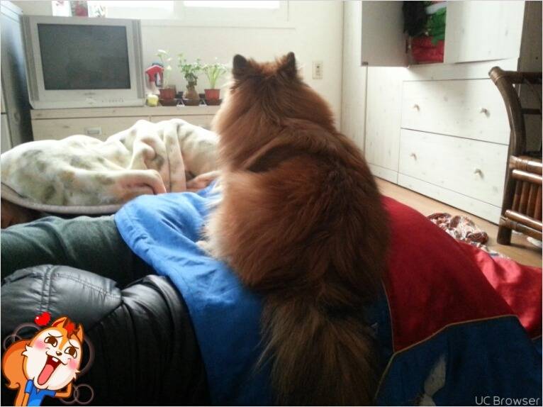 여우를 키우고 있습니다 | 인스티즈