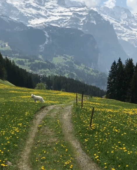 스위스에서 댕댕이랑 산책 나갔을때 벌어지는 일. gif | 인스티즈