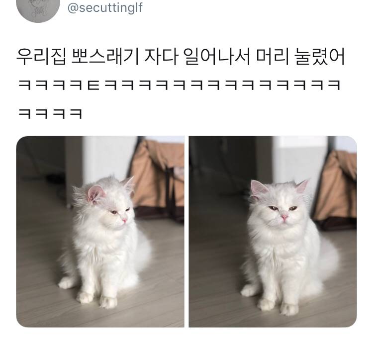 자다 일어난 고양이 | 인스티즈
