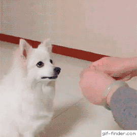 선택에 실패한 리트리버.gif | 인스티즈