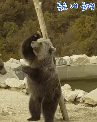 경영난으로 문 닫은 텅 빈 포천동물원에서 홀로 빈 집 지키는 곰돌이 | 인스티즈