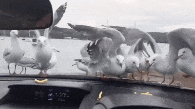 갈매기가 싸우깡을 얼마나 좋아하는지 증명.gif | 인스티즈