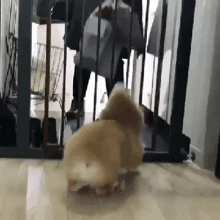 주인이 돌아온게 기쁜 댕댕이.gif | 인스티즈