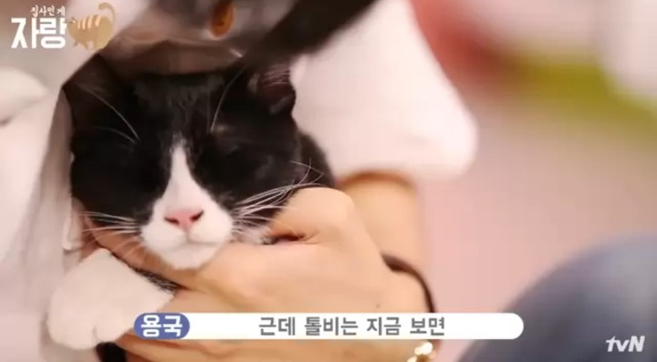 [집사인게자랑] 평화로운 고양이 발톱 자르기.jpg | 인스티즈