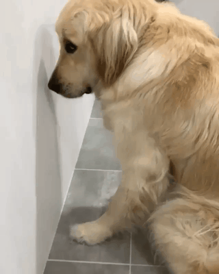 눈치보는 인절미 | 인스티즈