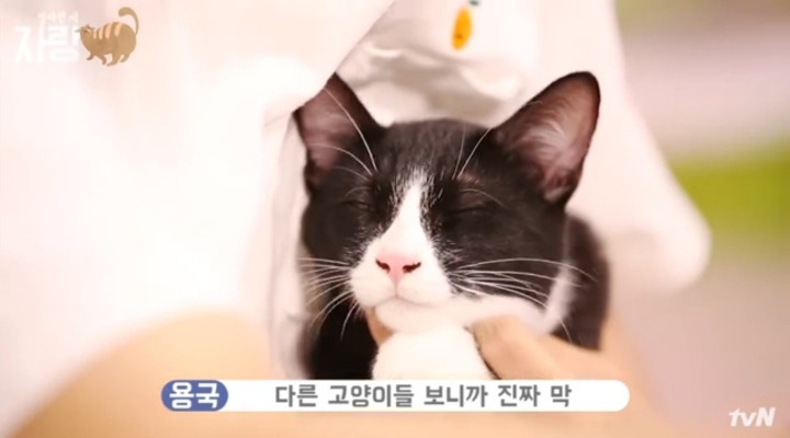 [집사인게자랑] 평화로운 고양이 발톱 자르기.jpg | 인스티즈