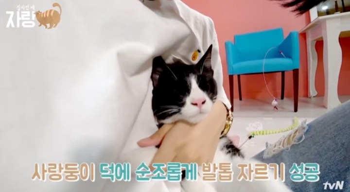 [집사인게자랑] 평화로운 고양이 발톱 자르기.jpg | 인스티즈