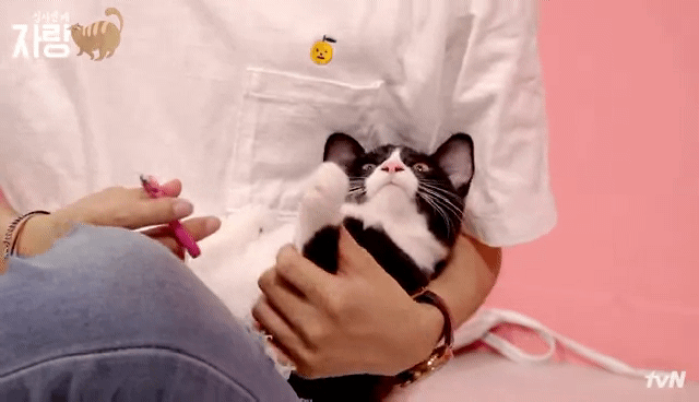 [집사인게자랑] 평화로운 고양이 발톱 자르기.jpg | 인스티즈