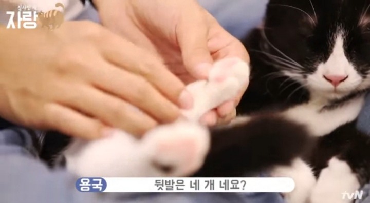 [집사인게자랑] 평화로운 고양이 발톱 자르기.jpg | 인스티즈