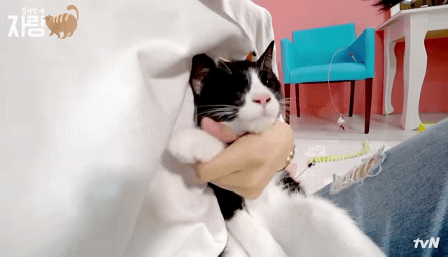 [집사인게자랑] 평화로운 고양이 발톱 자르기.jpg | 인스티즈