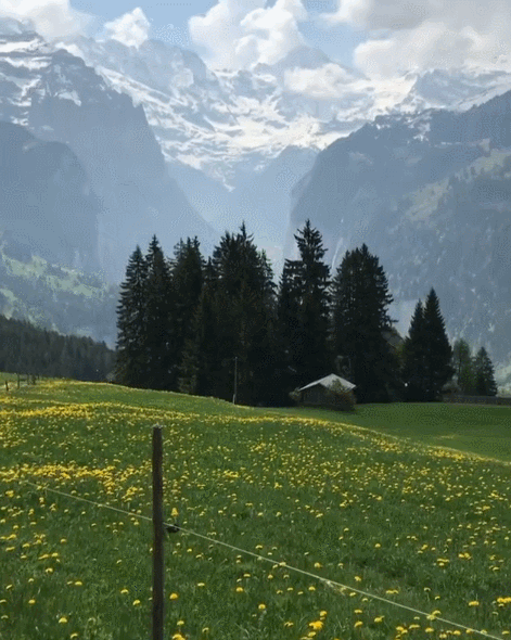 스위스에서 댕댕이랑 산책 나갔을때 벌어지는 일.gif | 인스티즈