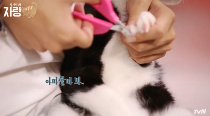 [집사인게자랑] 평화로운 고양이 발톱 자르기.jpg | 인스티즈