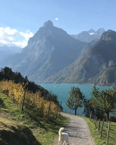 스위스에서 댕댕이랑 산책 나갔을때 벌어지는 일.gif | 인스티즈