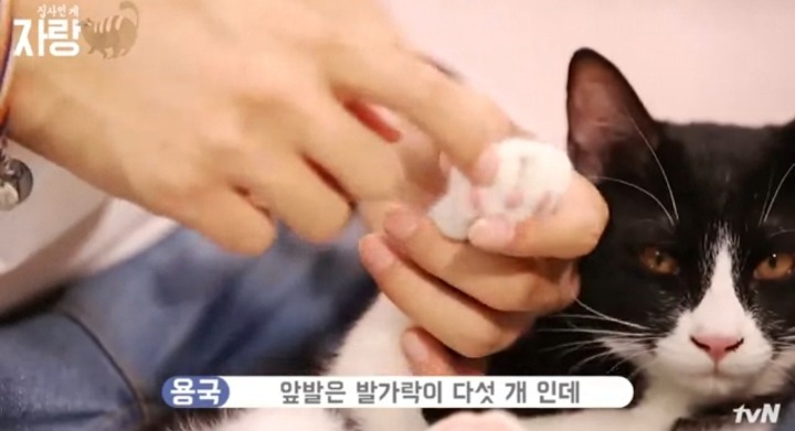 [집사인게자랑] 평화로운 고양이 발톱 자르기.jpg | 인스티즈