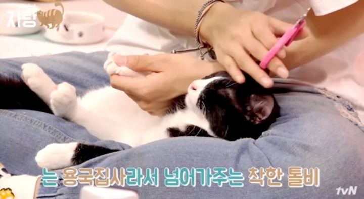 [집사인게자랑] 평화로운 고양이 발톱 자르기.jpg | 인스티즈