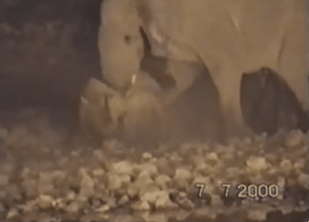 코뿔소의 엄청난 위력 ㄷㄷㄷ | 인스티즈