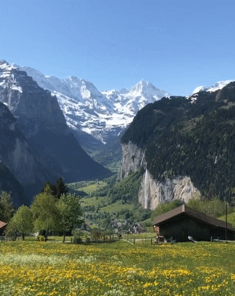 스위스에서 댕댕이랑 산책 나갔을때 벌어지는 일.gif | 인스티즈