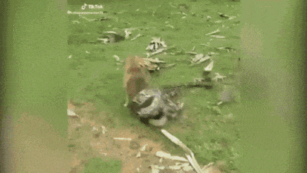 뱀에게 먹힐뻔한 강아지 .gif (약무서움) | 인스티즈