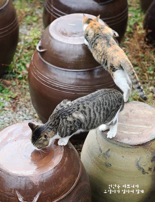 장독에 고인 물 마시는 고양이들 | 인스티즈