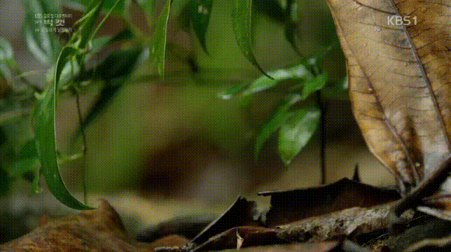 세상에서 가장 작은 고양이.jpgif | 인스티즈