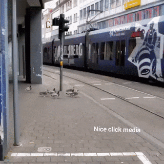 영국의 오리와 한국의 고양이 | 인스티즈