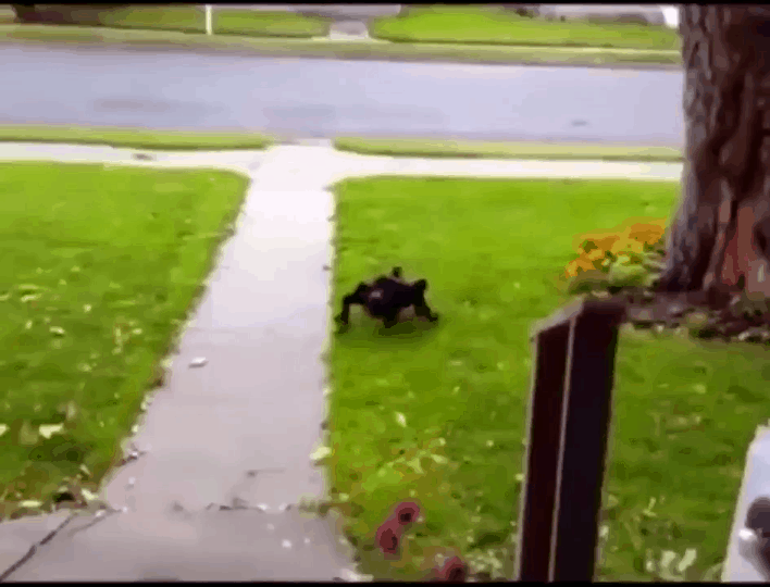 식겁할 강아지 할로윈 코스튬 | 인스티즈