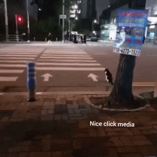영국의 오리와 한국의 고양이 | 인스티즈